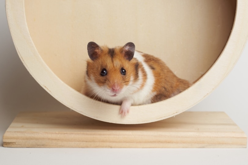 5 Friendliest Hamster Breeds: Info, Pictures, Facts, & History
