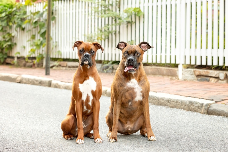 How to Deal With Sibling Rivalry in Dogs: 7 Vet-Approved Tips