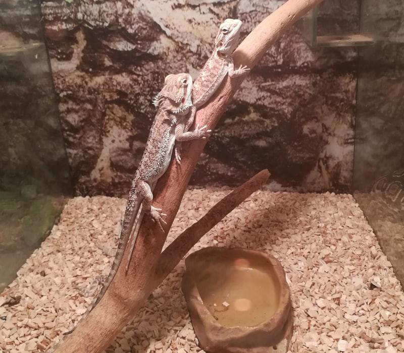 How to Get My Bearded Dragon to Drink Water: 9 Vet-Approved Tips