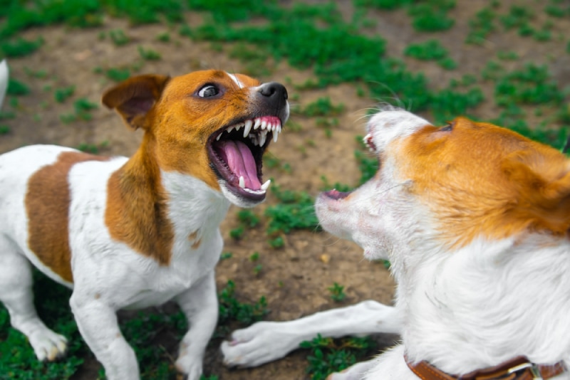 Same-Sex Aggression in Dogs: What Is It and Can It Be Prevented? Vet Approved Advice