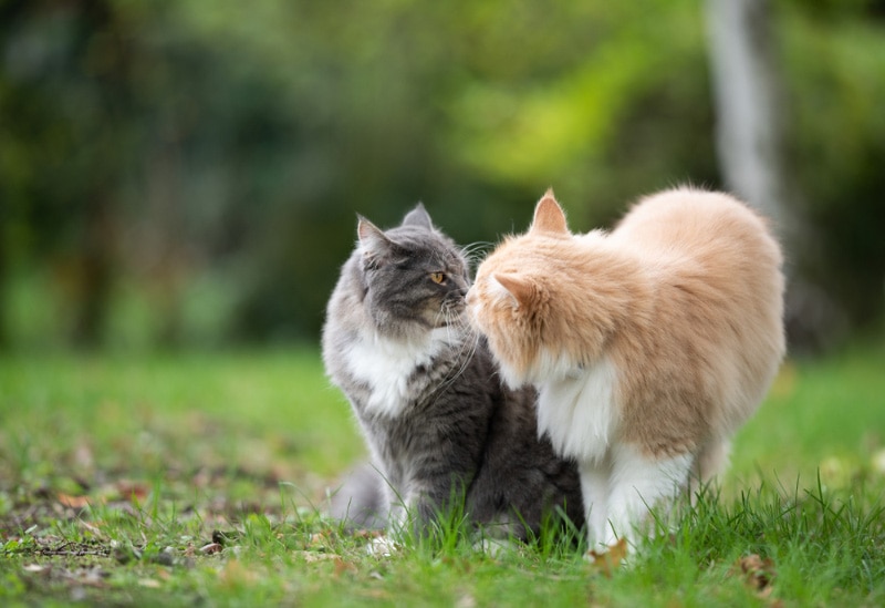How Do Cats Greet Each Other? Feline Communication Explained