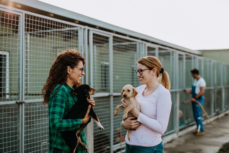 When Is Adopt a Less Adoptable Pet Week? 2026 Update & Facts