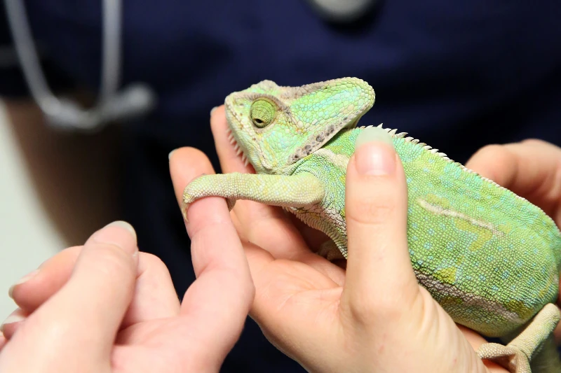 veterinarians inspecting a chameleon