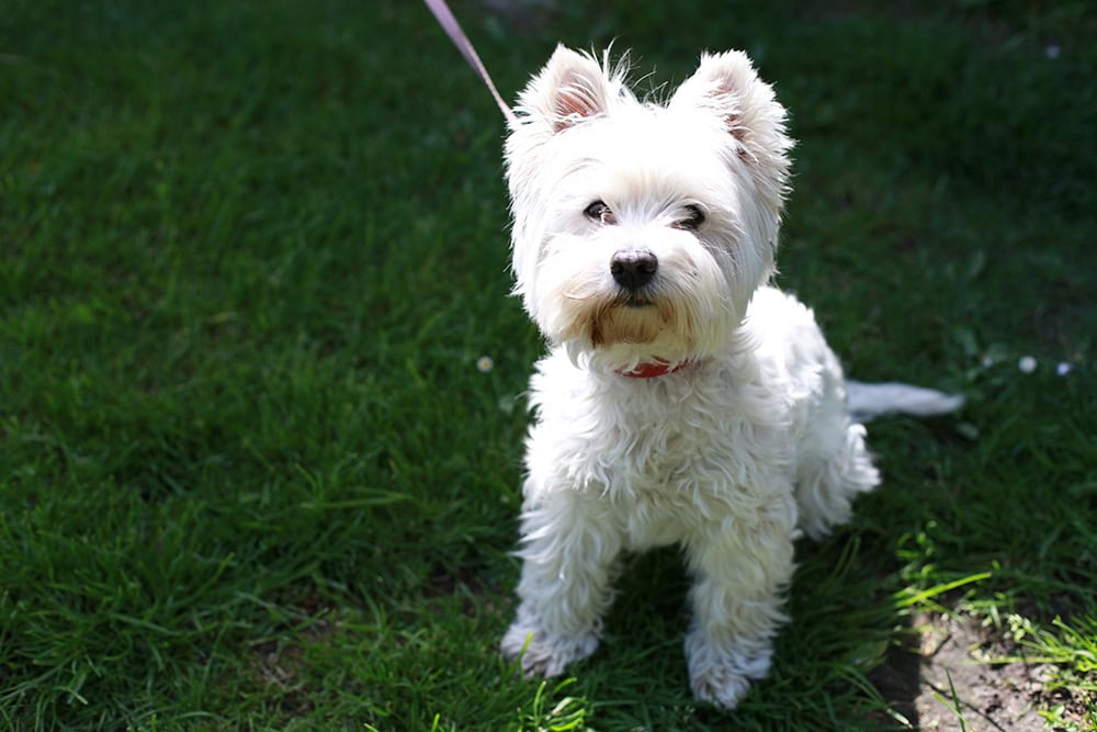 When Can Puppies Go to the Dog Park? Their First Visit (Vet Answer)