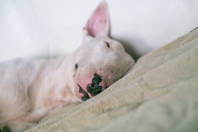 white english bull terrier is sleeping or sick