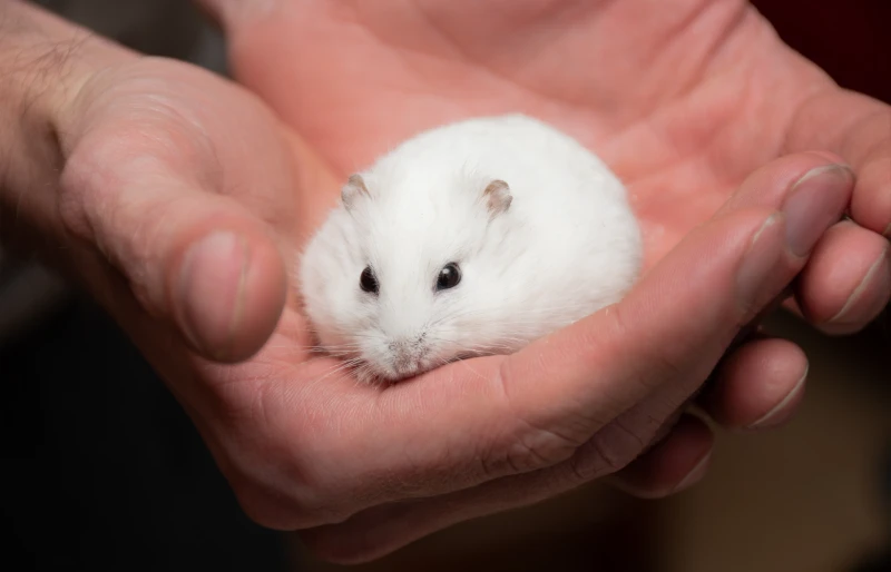 Why Do Hamsters Die So Easily? 15 Vet-Reviewed Causes of Sudden Death