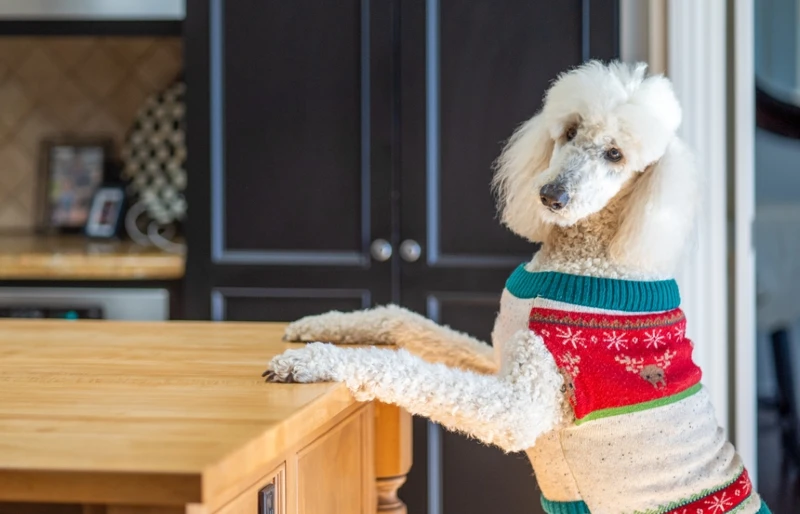 Dog Modeling 101: How to Get Yours Into the Industry (4 Easy Steps)