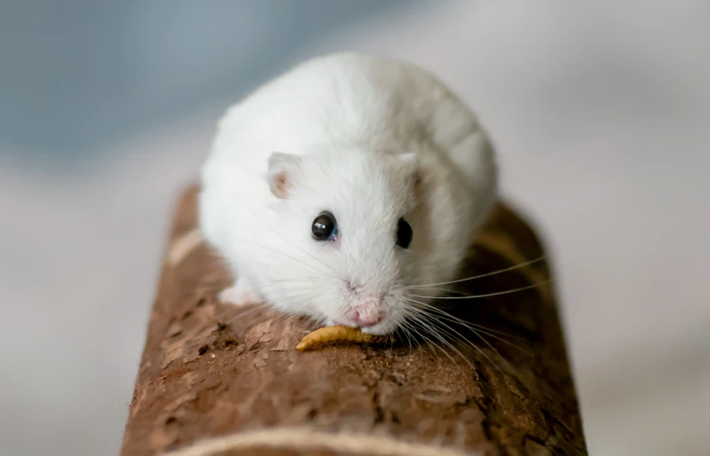 10 Best Dwarf Hamster Foods — 2026 Reviews & Top Picks