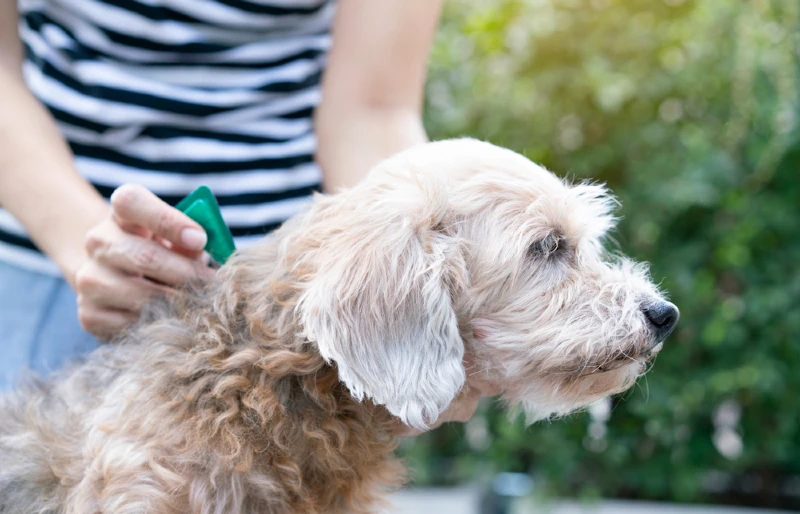 How Long Does Flea Medicine Take to Dry? Vet-Approved Facts & Tips