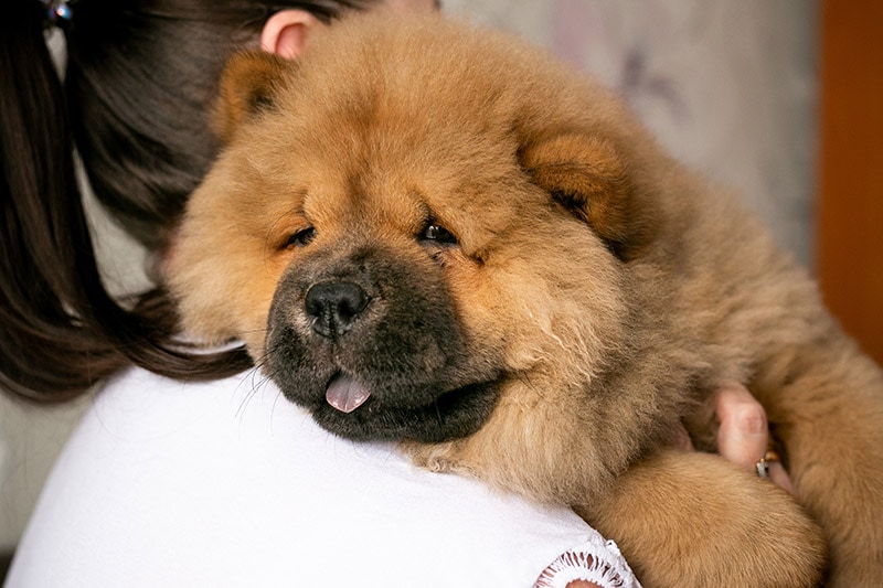 Why Does My Dog Eat My Hair? 7 Vet-Verified Reasons