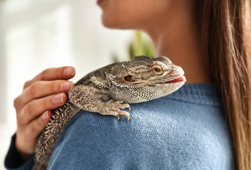 Are Bearded Dragons Affectionate? Vet-Reviewed Emotional Science