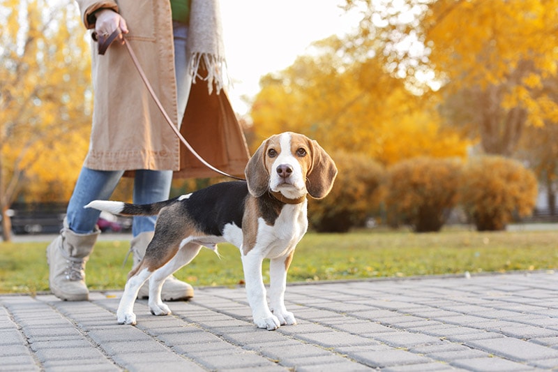 Should I Walk My Dog Before or After He Eats? Vet-Approved Recommendations & Tips