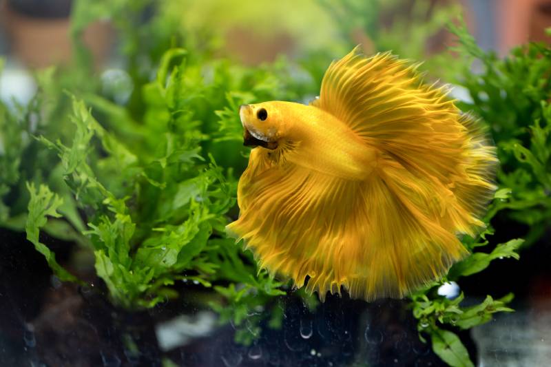 What Human Foods Can Betta Fish Eat? Vet-Approved Guide to Safe Feeding