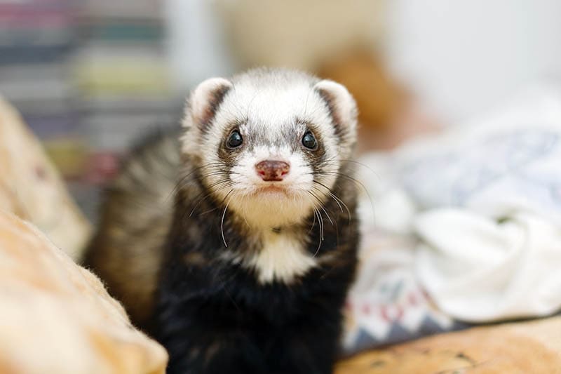 10 Best Ferret Beddings – 2026 Reviews & Top Picks