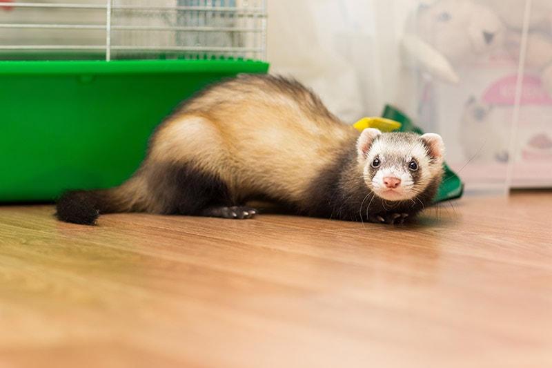 How to Litter Train a Ferret: 11 Steps to Follow