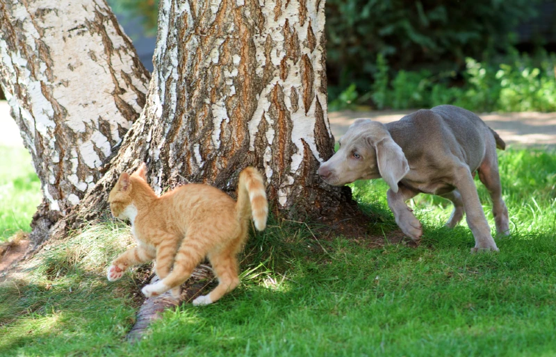 Why Does My Dog Chase Cats? Vet-Reviewed Behavior Facts and Tips