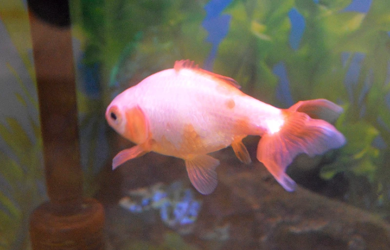 Jikin Goldfish: Pictures, Size, Care, Tank Setup & More