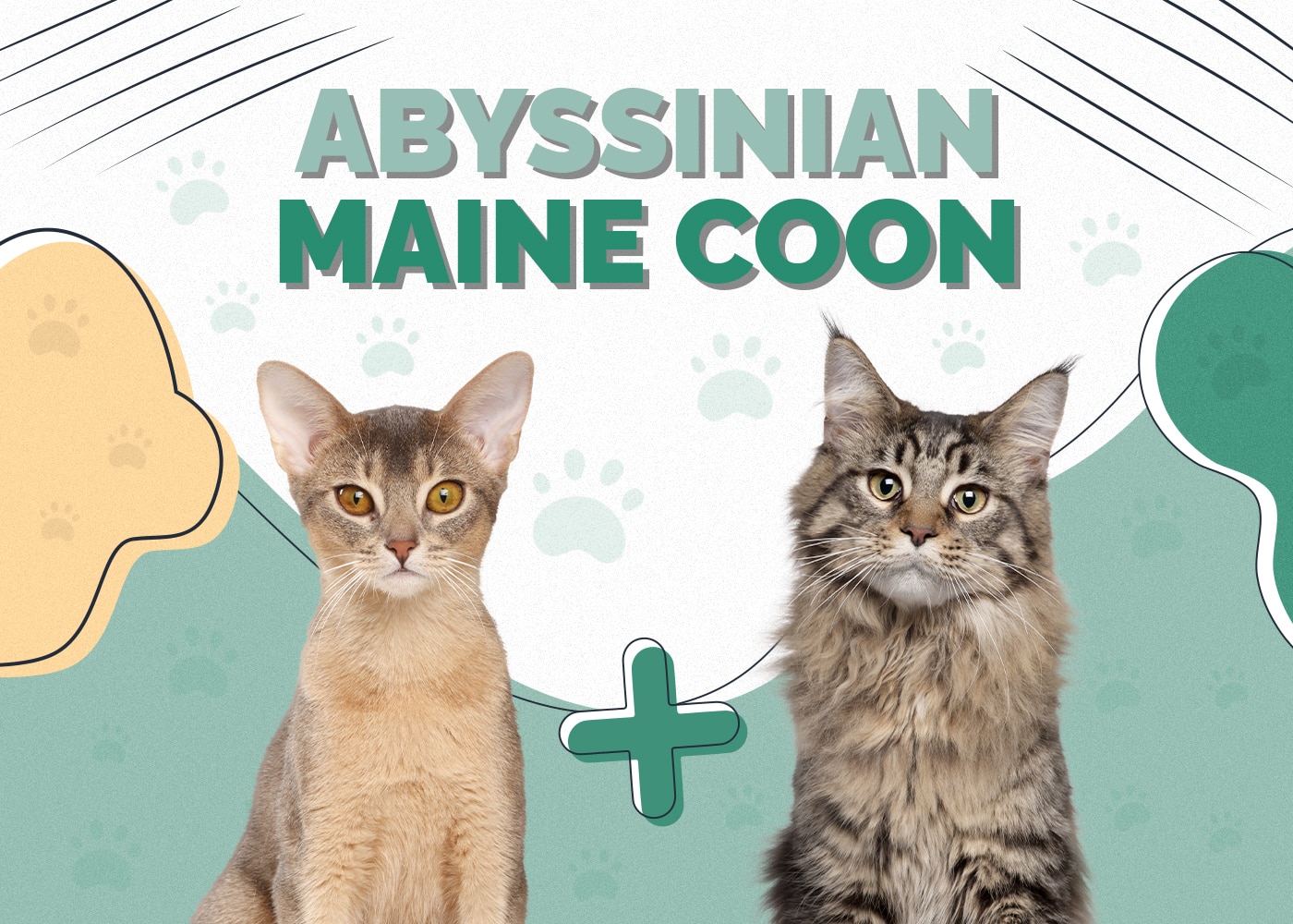 Abyssinian Maine Coon Mix: Info, Pictures, Care & More