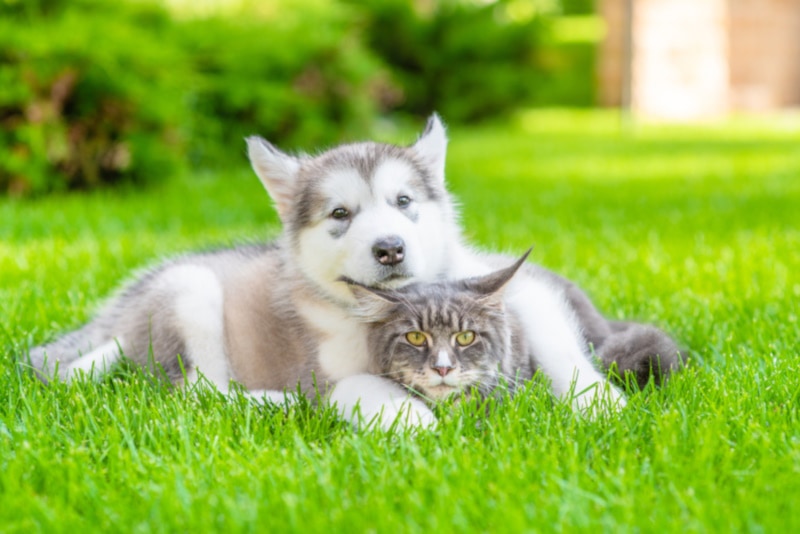 Is an Alaskan Malamute Good With Cats? Behavior & Introduction Tips