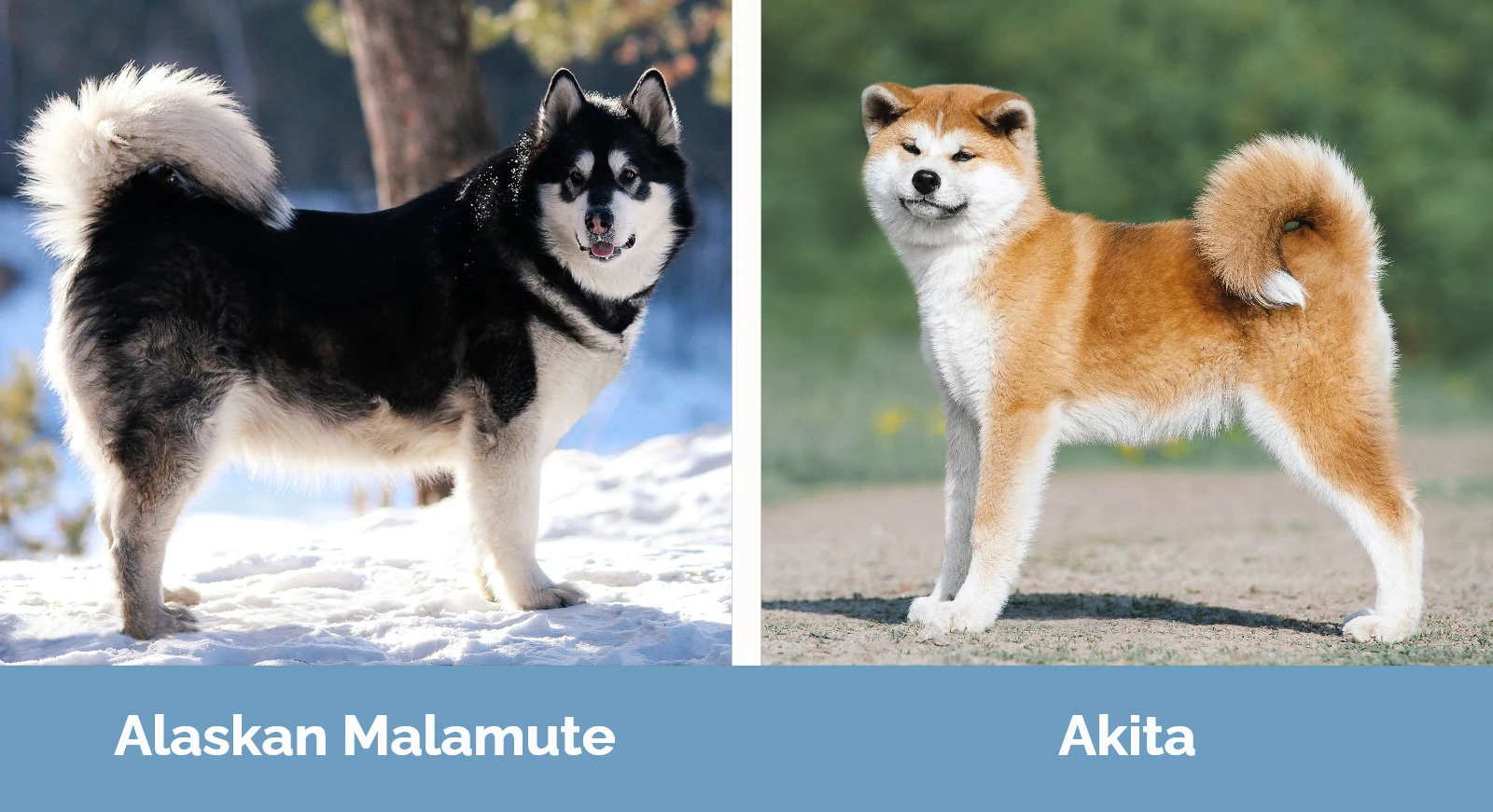 Alaskan Malamute vs Akita - Visual Differences