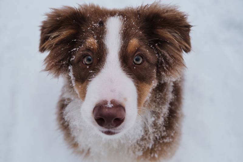 Dog Breeds With Green Eyes: Info, Pictures & Rarity Explained