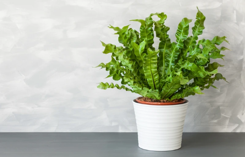 Are Ferns Toxic to Dogs? Vet-Verified Toxicity & Alternatives (With Pictures)