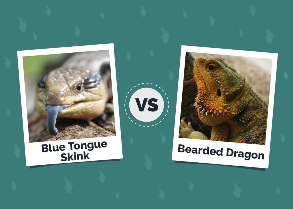Blue Tongue Skink vs. Bearded Dragon: The Differences (With Pictures)