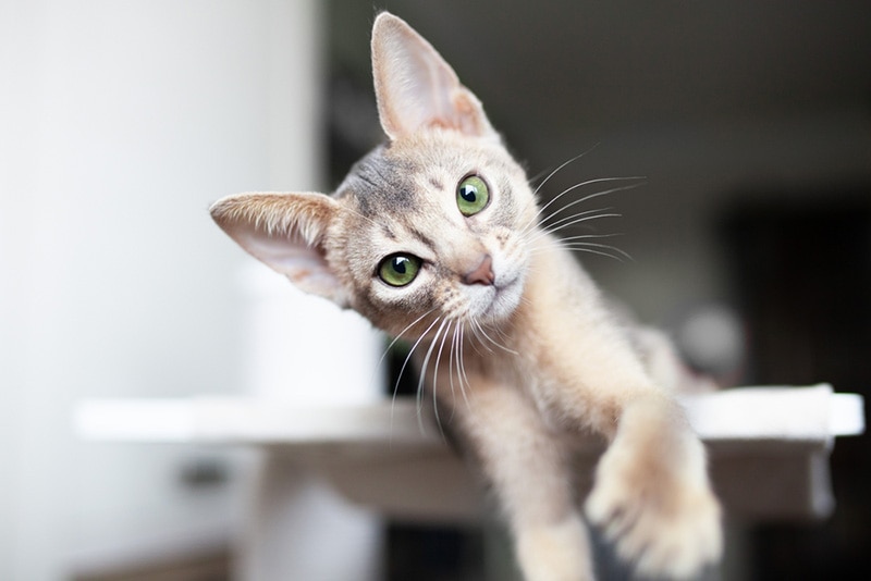 When Is National Treat Your Pet Day? 2026 Update & How to Celebrate