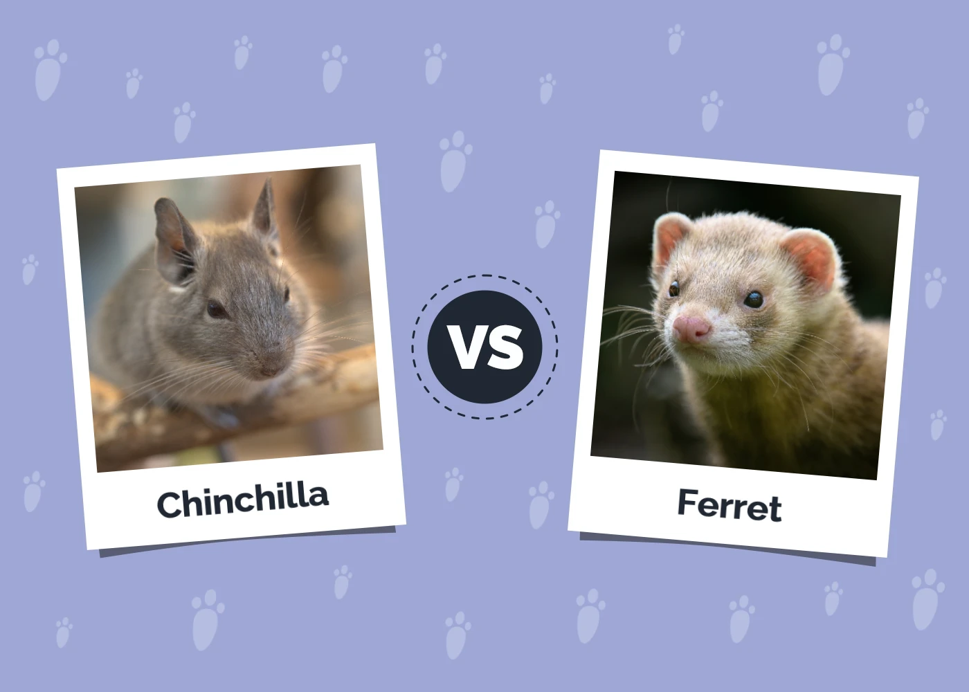Chinchilla vs. Ferret: Vet-Approved Main Differences (With Pictures)