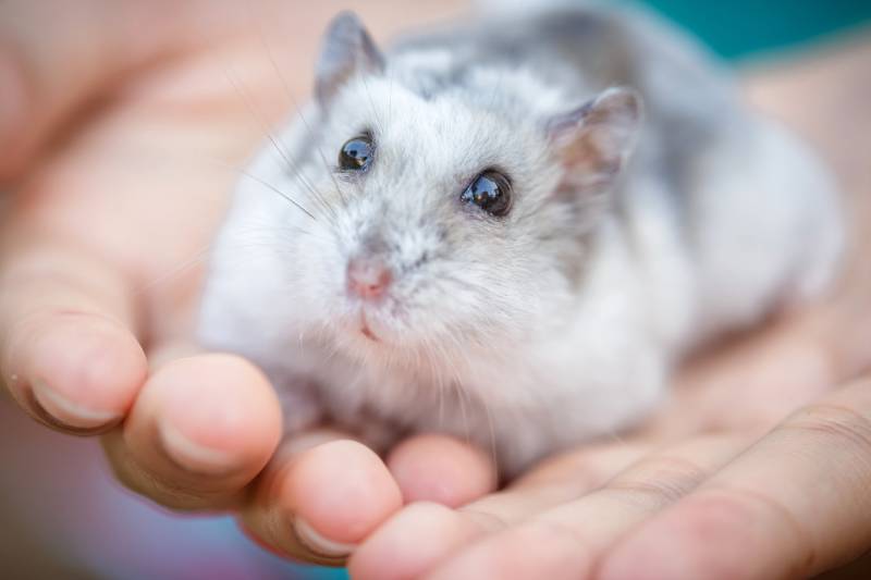 How Big Can a Hamster Get? Vet Approved Average Weight & Growth Chart