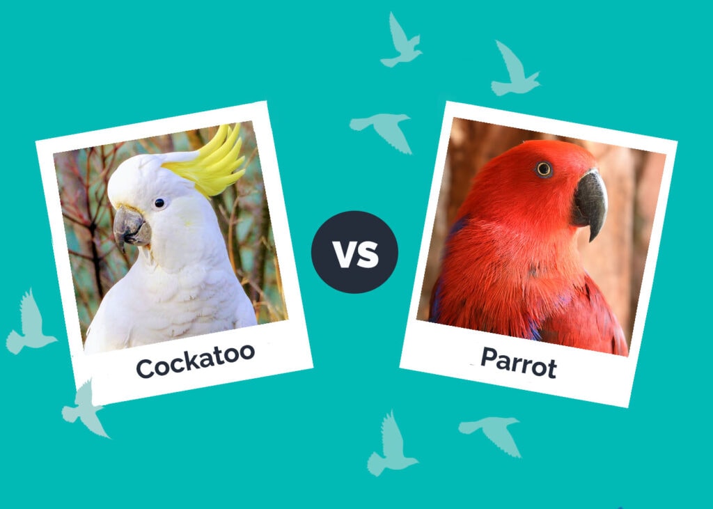 Cockatoo vs. Parrot: Main Differences (With Pictures)
