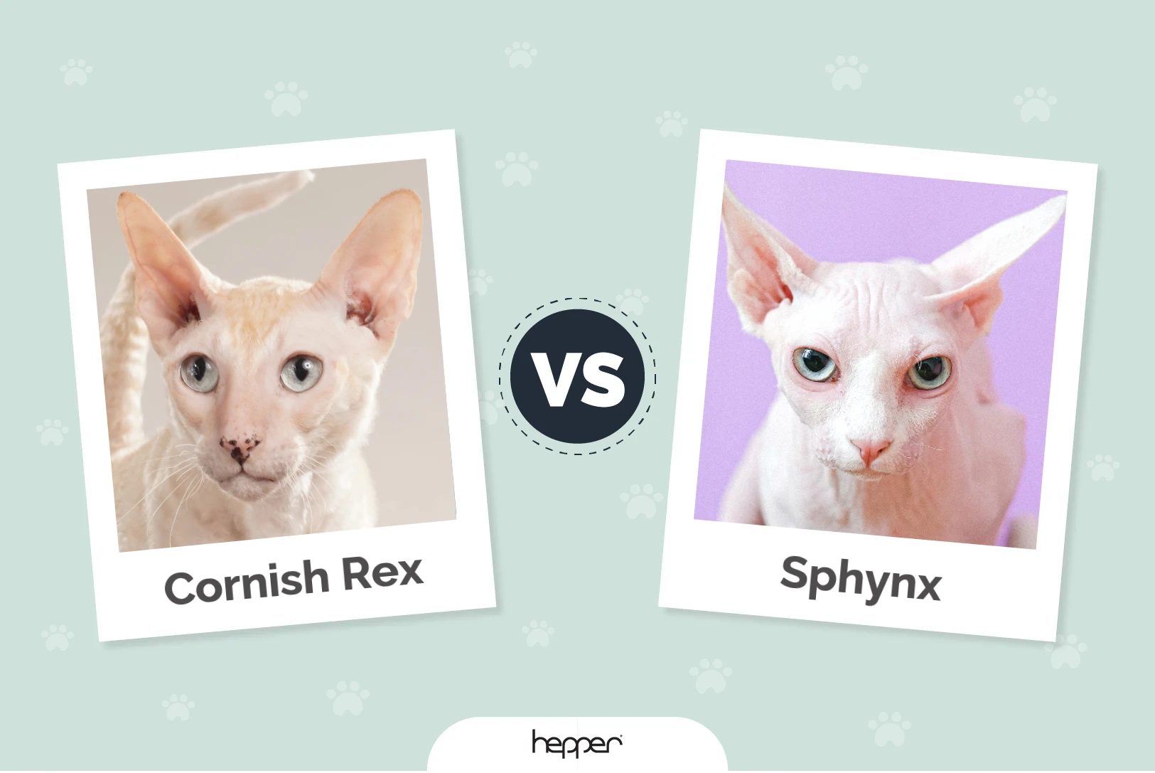 Cornish Rex vs Sphynx: The Differences (With Pictures)