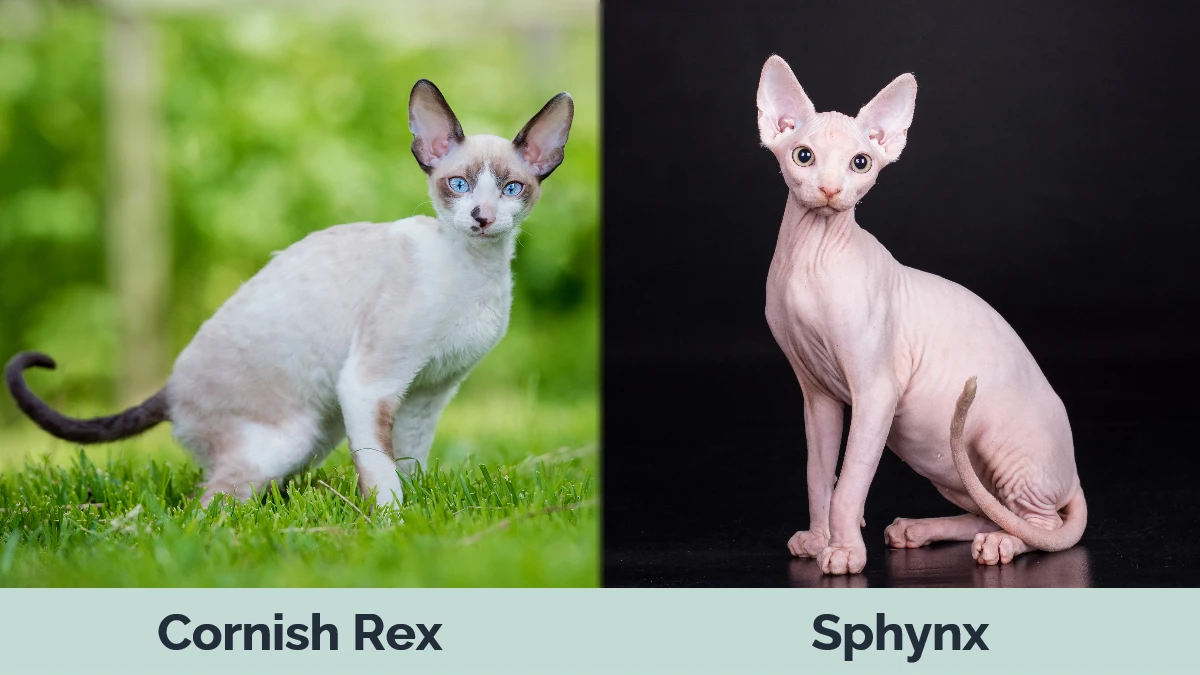 Cornish Rex vs Sphynx - Visual Differences