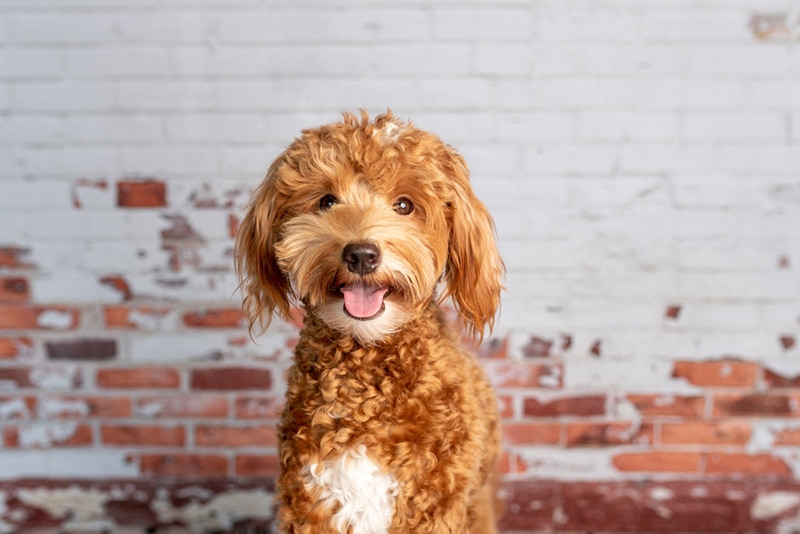 How Much Does an Irish Doodle Cost? 2026 Price Guide