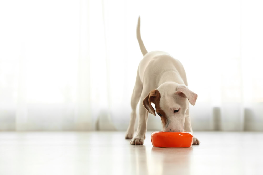 8 Best Dog Food Toppers of 2026 - Reviews & Top Picks