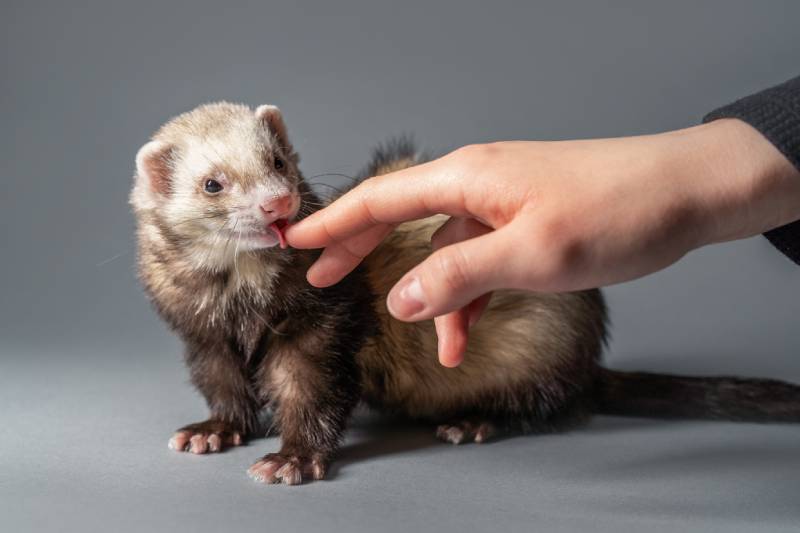 Why Does My Ferret Lick Me? 11 Vet-Reviewed Reasons