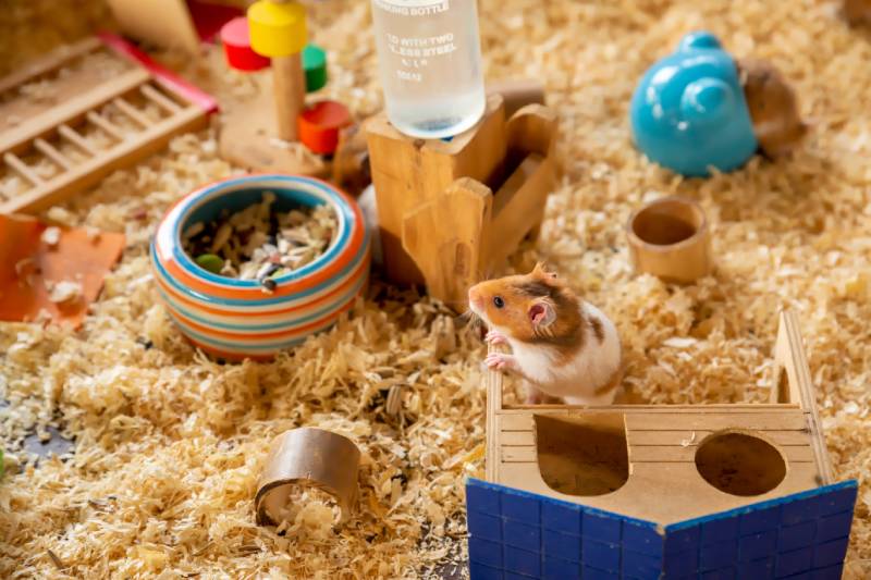 How Long Can You Leave a Hamster Alone? Vet-Verified Care Tips
