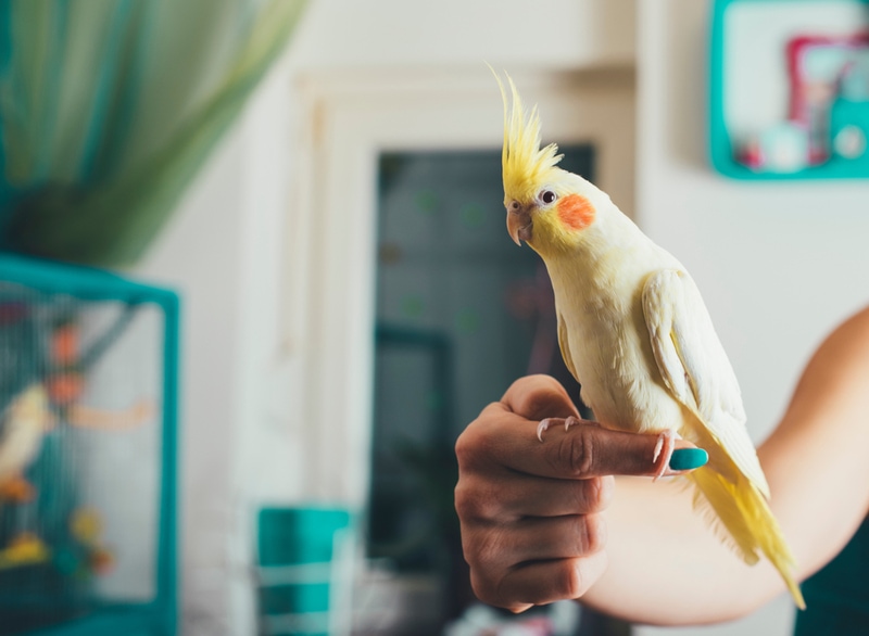 Can You Potty Train a Cockatiel? Effective Tips & Tricks
