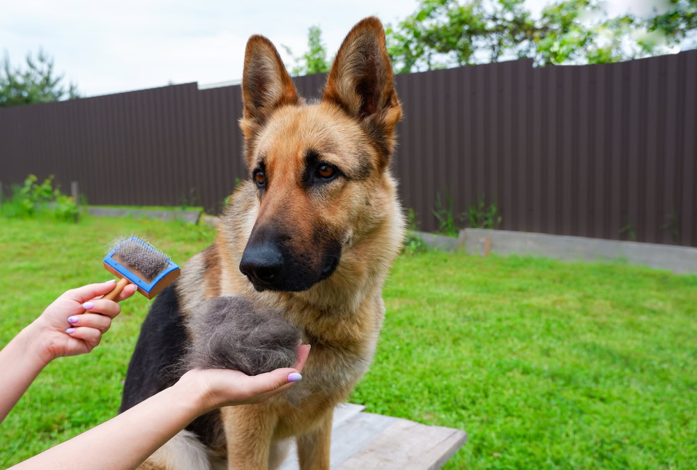 German Shepherd Grooming: 6 Tips & Tricks