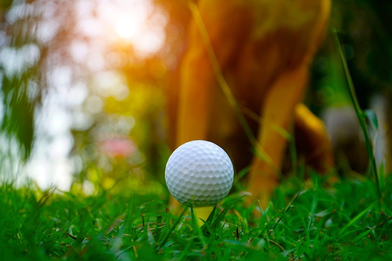 My Dog Swallowed a Golf Ball: Here's What to Do! Vet Answers