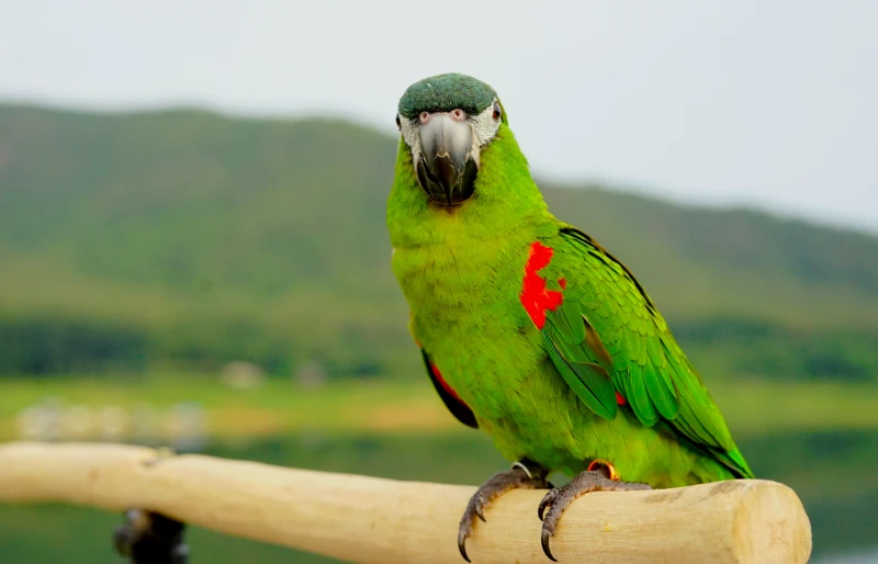 How Much Does an Amazon Parrot Cost? 2026 Price Guide