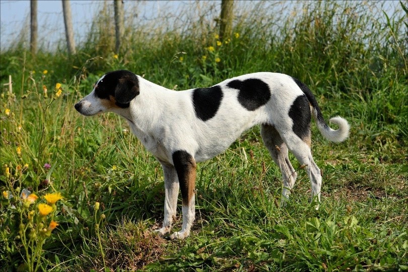 Halden Hound Dog: Pictures, Personality & Facts