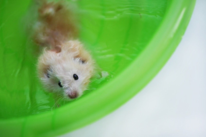 Can Hamsters Swim? Vet-Approved Facts & Safety Guide