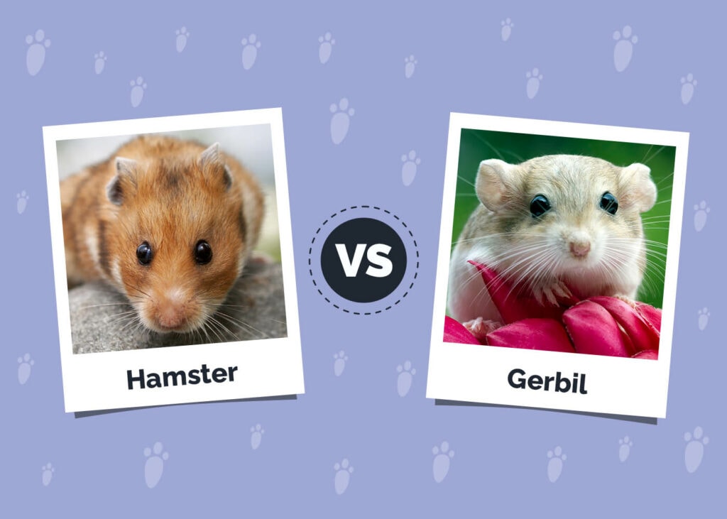 Hamsters vs. Gerbils: The Main Differences (Vet-Verified Info With Pictures)