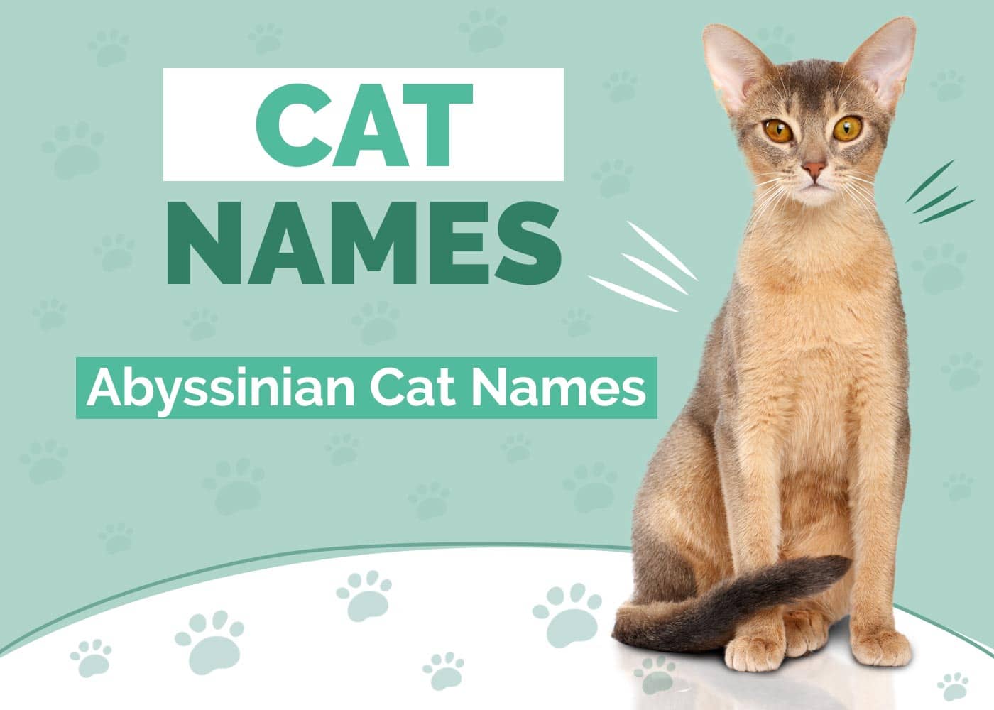 120 Awesome Names for Abyssinian Cats: Ideas for Unique Felines