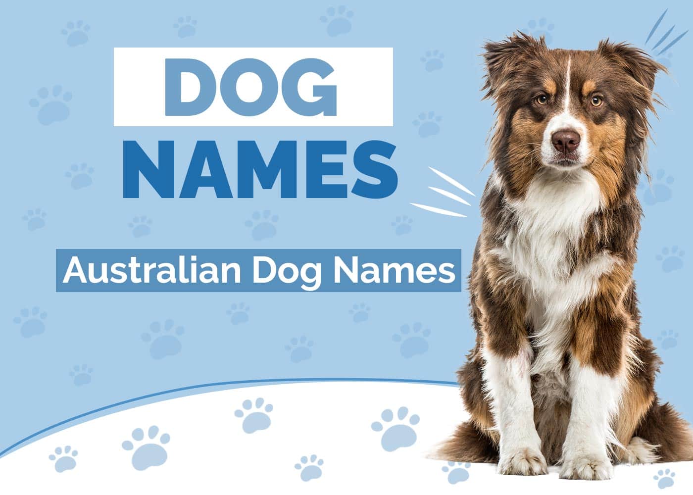 100+ Australian Dog Names: Ideas for Lovable & Courageous Dogs