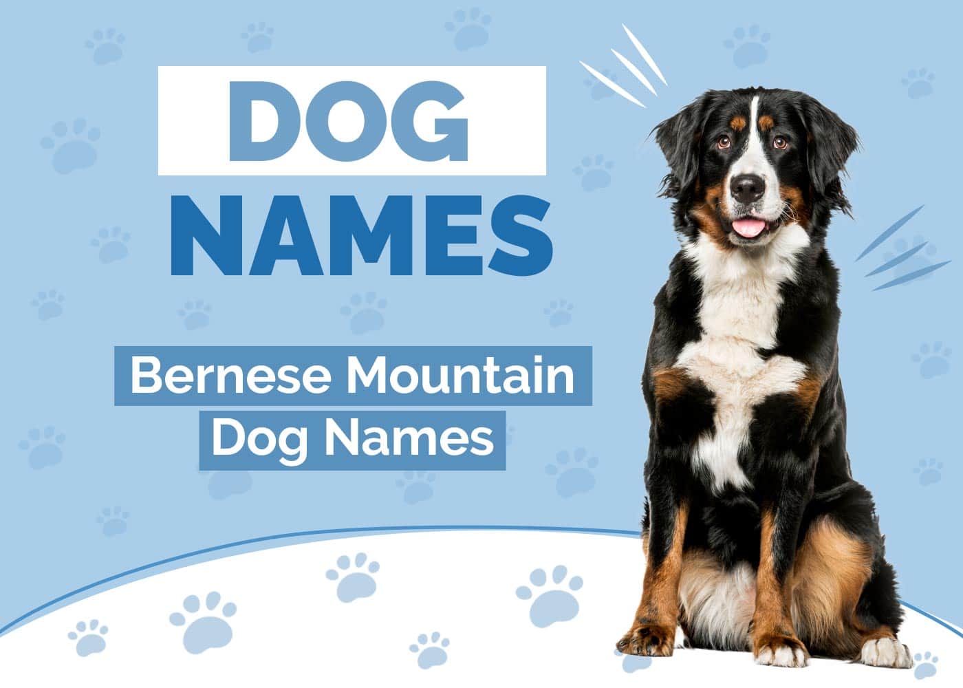 100+ Bernese Mountain Dog Names: Ideas for Swiss Guard Dogs