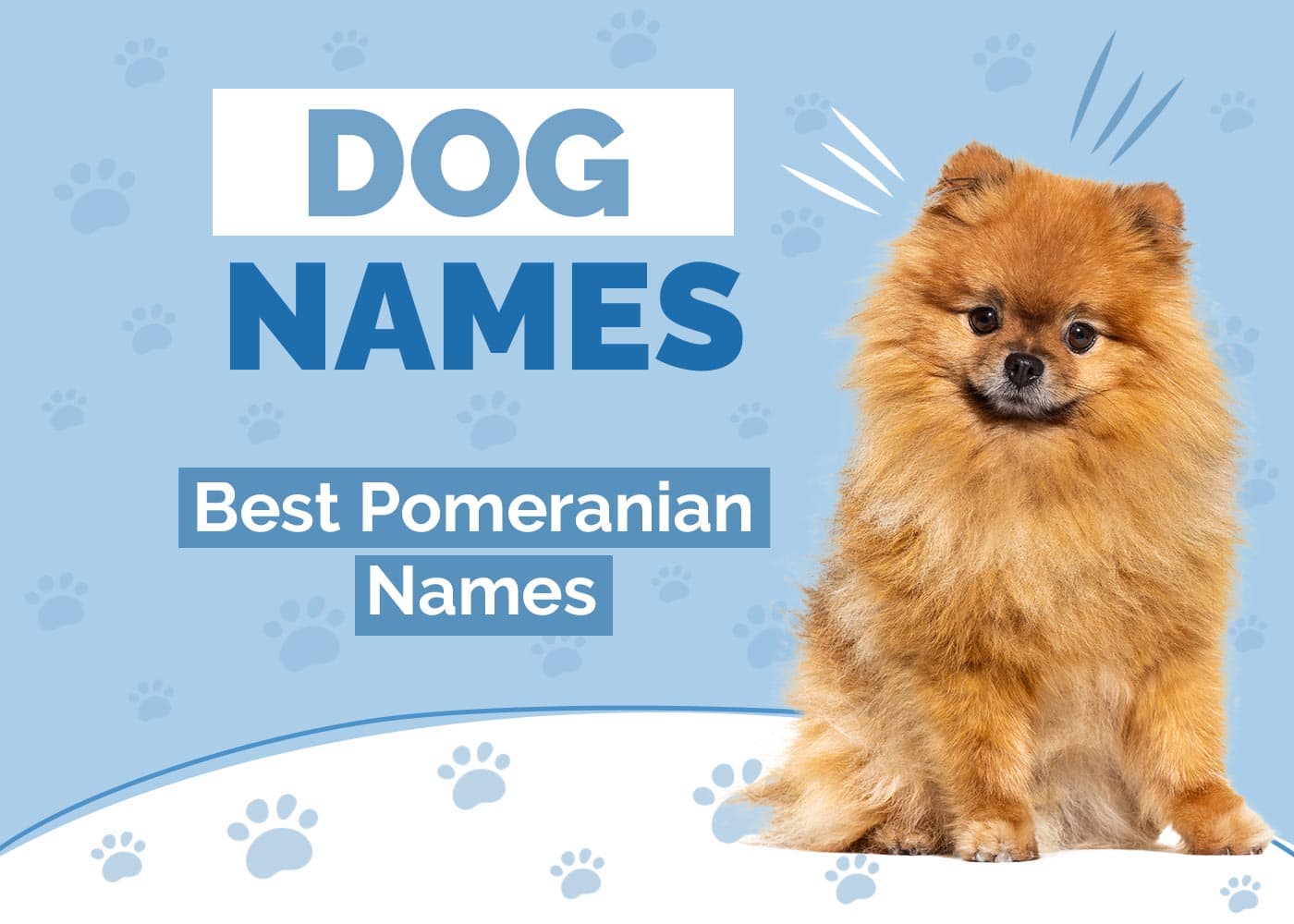 150+ Pomeranian Dog Names: Ideas for Curious & Lively Dogs