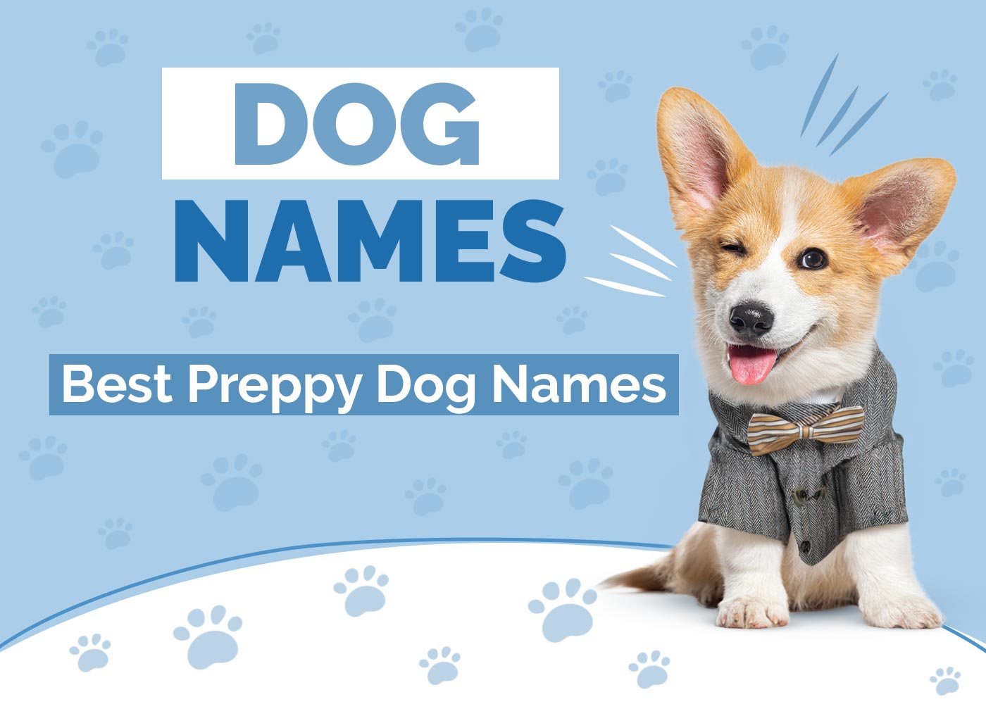 100+ Preppy Dog Names: Ideas for Elegant & Refined Dogs
