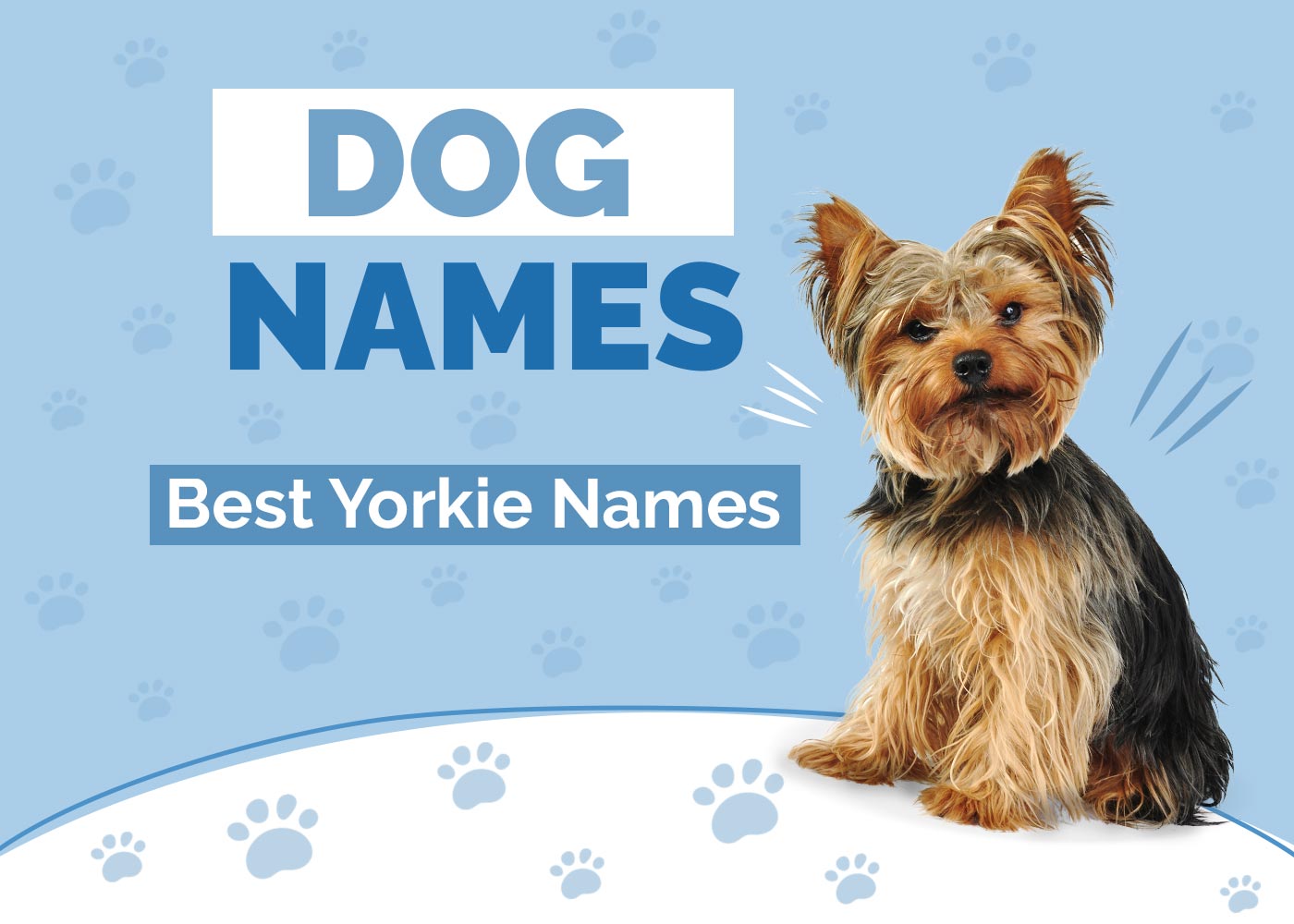 100+ Yorkie Names: Ideas for Sassy & Cute Dogs
